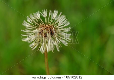 Spring Flowers Beautiful Dandelions In Green Grass.