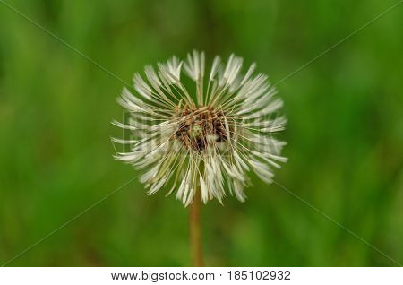 Spring Flowers Beautiful Dandelions In Green Grass.