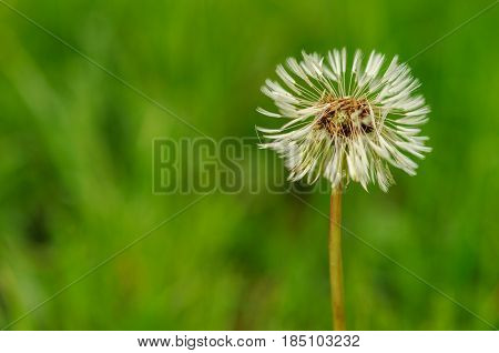 Spring Flowers Beautiful Dandelions In Green Grass.