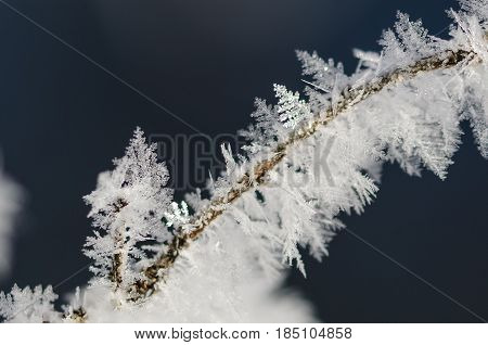 Icy Frost Crystals Clinging to the Frozen Winter Foliage