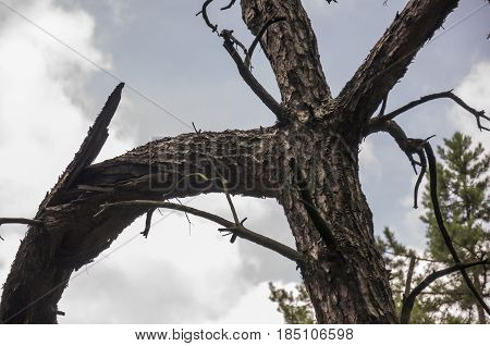 Tree trunk of pine.  Background. Forest in summer