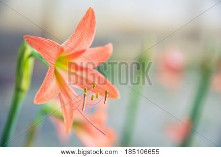 Hippeastrum johnsonii Bury (Amaryllidaceae) Flowers and greenery fresh with vintage filter.