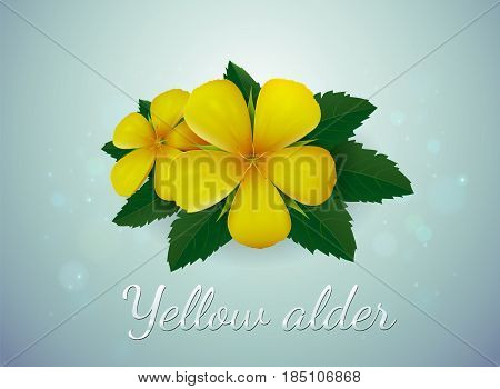Yellow alder flower yellow flowerTurnera ulmifolia vector illustration