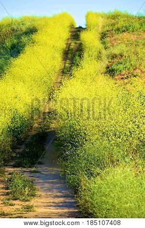 Hiking Trail thru a field of Mustard Wildflowers during spring taken in the Whittier Hills, CA