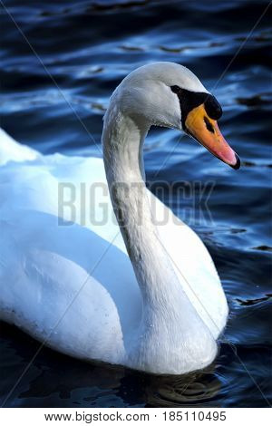 A swan with an orange beak on a blue lake during the winter time.