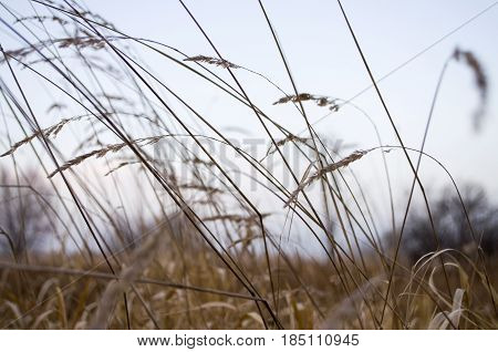 Tall dry grass in the autumn evening field