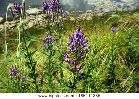 Hoary vervain (Verbena stricta) blooms beside a small lake in Joliet, Illinois during July.