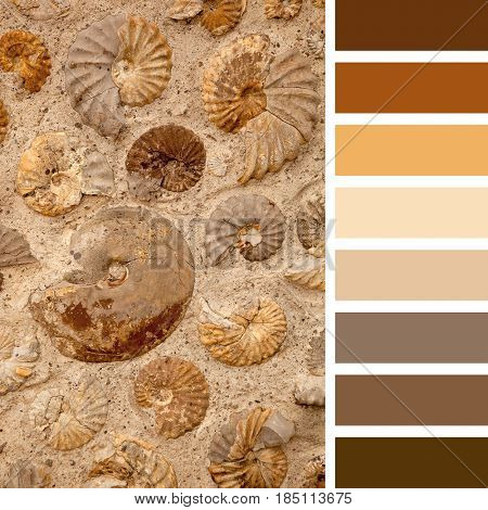 A background of numerous ammonite fossils, in various sizes, in a colour palette with complimentary colour swatches.