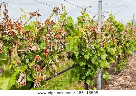 Damage On A Vineyard, Hit By A Late Frost In Spring