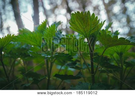 Nettle at darkness in the evening. Urtica.