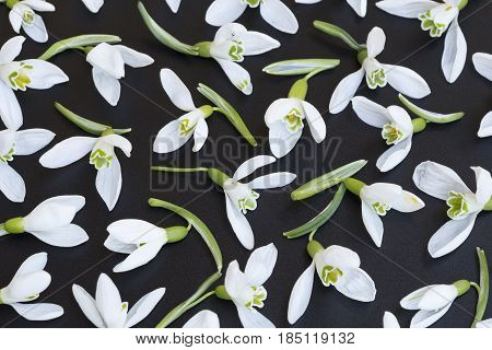 The white spring nowdrops on black background