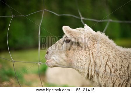 smiley sheep face in nature, finland, closeup