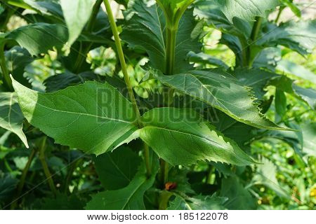 The fused leaf bases of cup plants (Silphium perfoliatum) in Joliet, Illinois during August.
