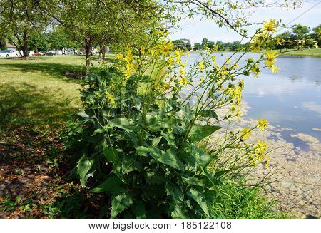 Cup plants (Silphium perfoliatum) bloom next to a small lake in Joliet, Illinois during August.