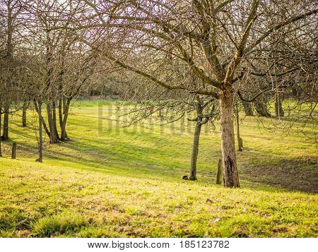 A meadow full of fruit trees in a small local park of a distant german village