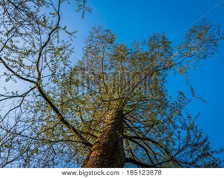 A tall tree growing into the blue sky. The tree was severely damaged by cats climbing it up and town over and over again.