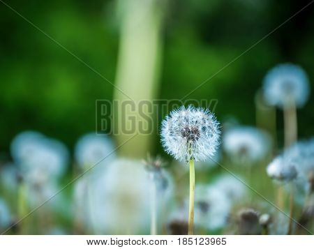 Dandelion on a wide meadow with leafy background