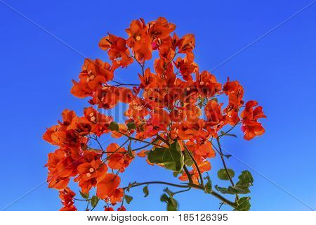Orange Bougainvillea Blue Sky Jesus Baptism Site John Baptist Bethany Beyond Jordan.
