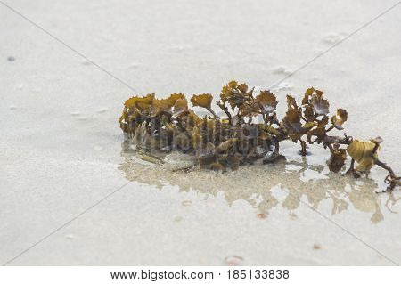 Green seaweed on the beach with water