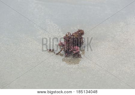 Red seaweed on the beach with water