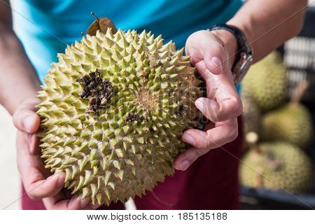 Hand Holding Freshly Harvested Musang King Durian Variety