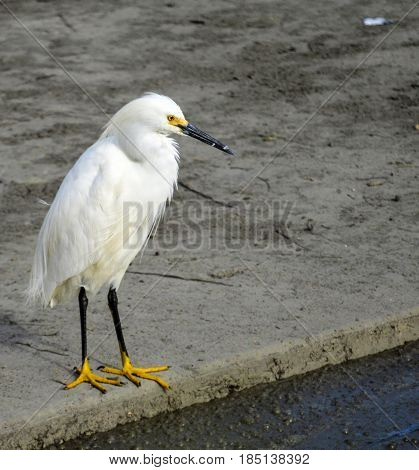 A Great Egret (ardea alba) contmplates feeding on the edge of a polluted canal.