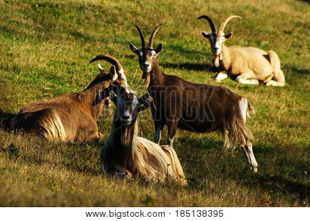 A small group of long haired goats in a green field.