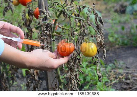 Scientist injecting chemicals into red tomato GMO. Concept for chemical GMO or GM food. Genetically modified food advantages and disadvantages.