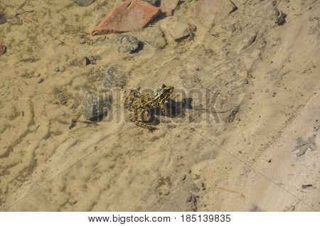 Frog green and brown color is sitting in the river water on the sand and stones