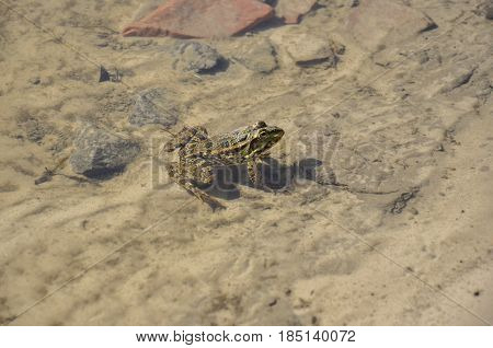 Frog green and brown color is sitting in the river water on the sand and stones