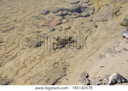Frog green and brown color is sitting in the river water on the sand and stones