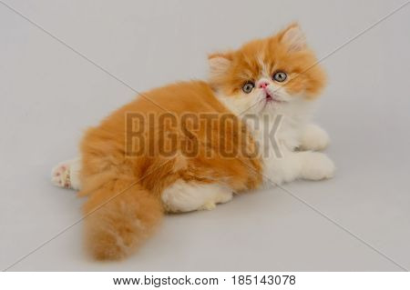 Exotic Longhair Cat On White Background, Red Tabby And White