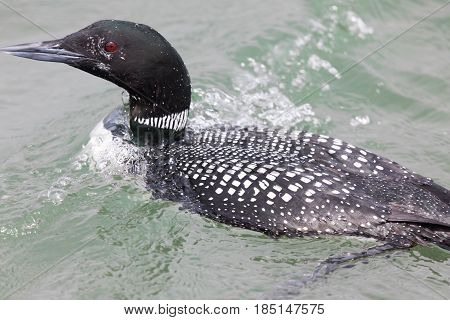Common Loon - Gavia immer. Moss Landing State Beach, Monterey County, California, USA