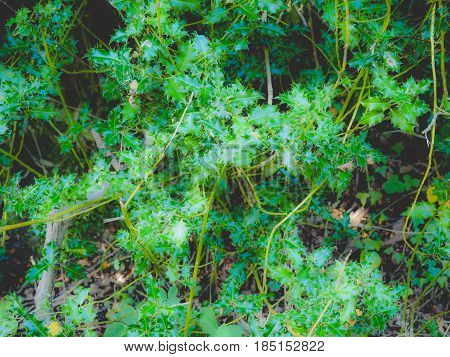 Holly Plant