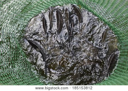 River Fish In A Green Plastic Grid In A Pond. Fish Catch. Carp And Carp. Weed Fish.