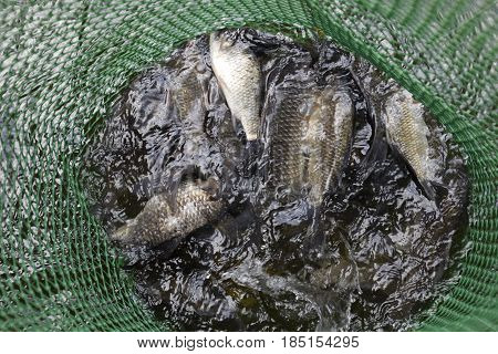 River Fish In A Green Plastic Grid In A Pond. Fish Catch. Carp And Carp. Weed Fish.
