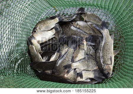 River Fish In A Green Plastic Grid In A Pond. Fish Catch. Carp And Carp. Weed Fish.