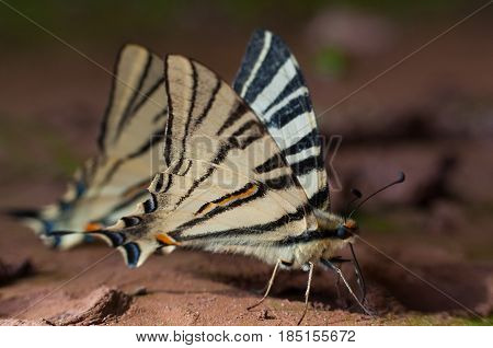 Iphiclides podalirius on the ground. Scarce Swallowtail butterfly taking minerals from ground