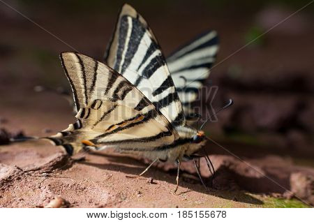 Iphiclides podalirius on the ground. Scarce Swallowtail butterfly taking minerals from ground