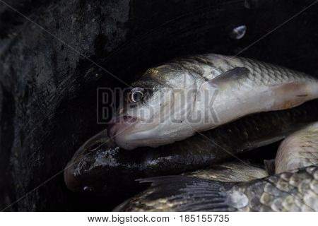 River Fish Macro Photo. Fish Catch. Carp And Carp. Weed Fish.