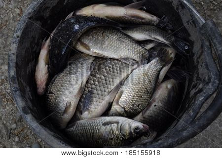 River Fish In A Plastic Bucket. Fish Catch. Carp And Carp. Weed Fish.
