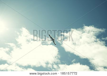 Seagull flying in the blue summer sky