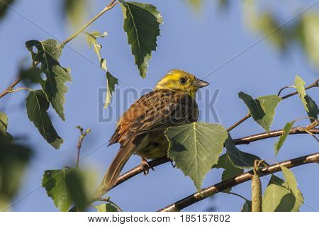 Yellowhammer (emberiza Citrinella)