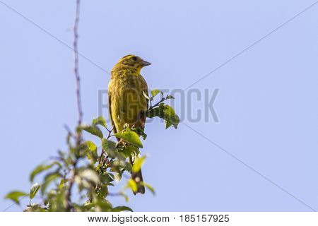Yellowhammer (emberiza Citrinella)