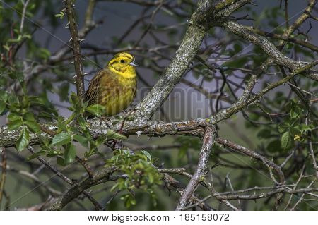 Yellowhammer (emberiza Citrinella)
