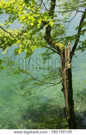 landscape of plitvicka lake national park at sunset unesco heritage site plitvice croatia.