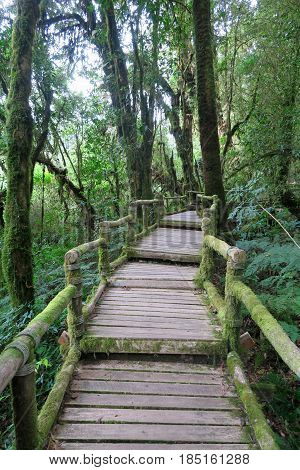 old wooden footpath through the forest Thailand