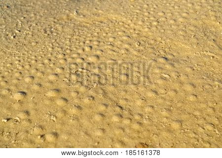 Close up round-shaped prints on wet sand