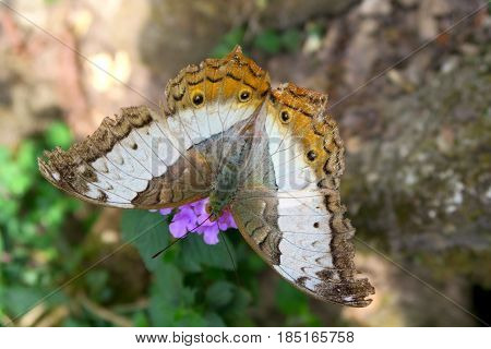 Nice butterfly sitting on a flower Thailand