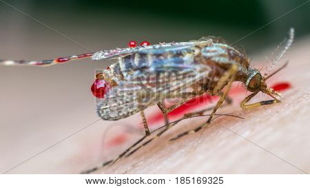 Macro Of Smashed Mosquito (aedes Aegypti) To Died
